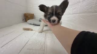 パピヨンの動画01