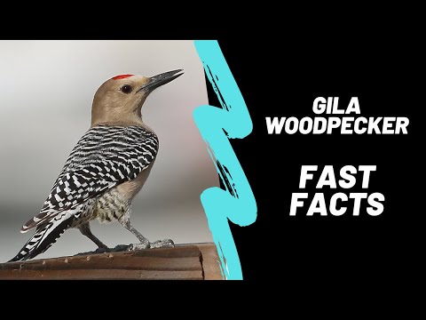 Gila Woodpecker: Fast Facts