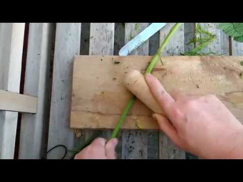 Preparing bramble fibres for cordage.