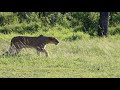 Mbiri Lions On The Hunt For A Baby Wildebeest