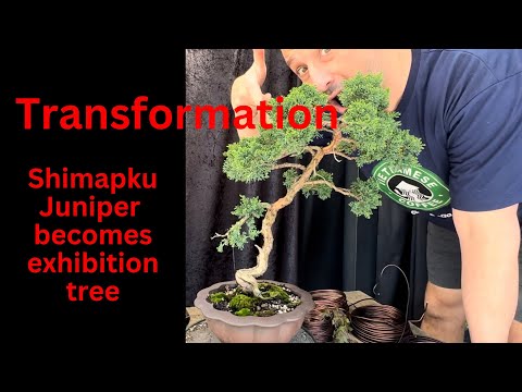 Bonsai Transformation Shimpaku juniper becomes beautiful bonsai ready for exhibition