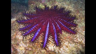 Facts: The Crown-of-Thorns Starfish