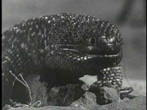 Joe Dante on THE GIANT GILA MONSTER