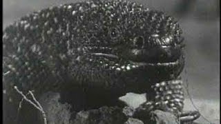 The Giant Gila Monster (1959) Video
