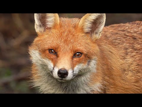 A Home Fit for a Fox Family | Red Fox | Robert E Fuller