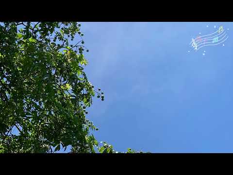 A Summer Trip (Bossa Nova) 1 hour