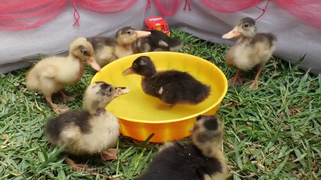 Ducklings Jump and Swim in the Tub | Ducklings Playing in Water | Baby Ducks Quacking Sound
