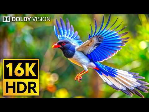 Amazing 16K HDR 120fps - Dolby Vision Video