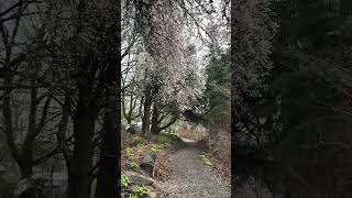 春が来た。 #オレゴン州 #海外生活