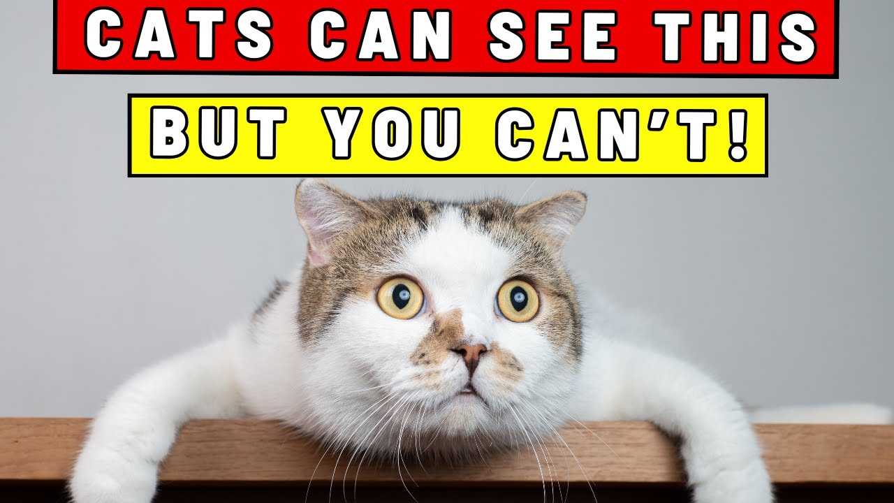 Your Cat Can Spot THIS in Your House—But You'll Never Notice