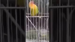 Download lagu vudeo lucu mp3