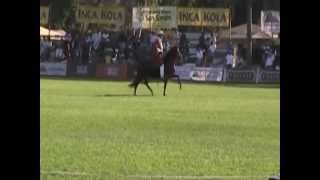 preview picture of video 'JRM Pizpireta, Concurso Nacional del Caballo Peruano de Paso 2013'