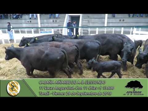 28-09-18 Venta de Vientres Angus Generales - Cabaña Aiñarbe de A. B. Elissondo - Tandil