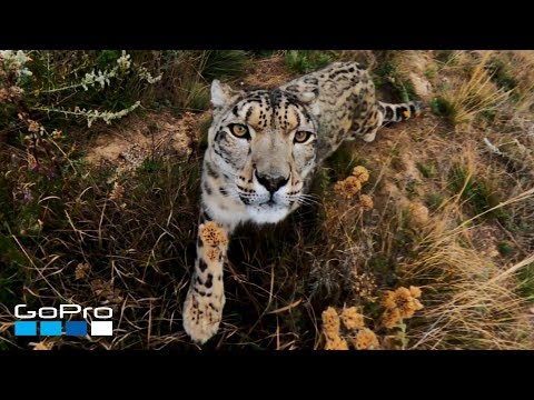 image-Do snow leopards live in the alpine tundra?