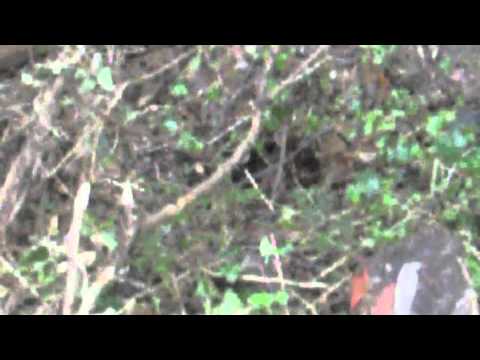 Burnside Badger Habitat Destruction, Updated