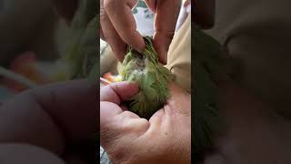 Download lagu Berikan obat untuk tungau… Nama obat (Scatt) mp3 Download lagu Berikan obat untuk tungau… Nama obat (Scatt) mp3