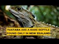 Tuatara are a rare reptile found only in New Zealand #shorts