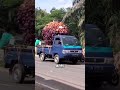 Sawit Terbesar Di Dunia Untuk Karnaval Pertaniansawit