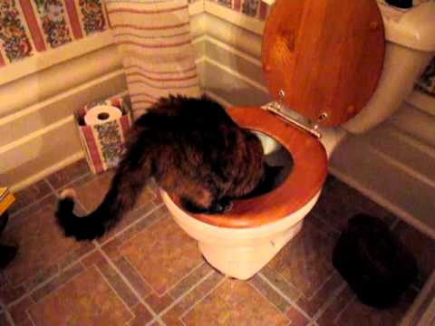 Why do cats drink out of the toilet?