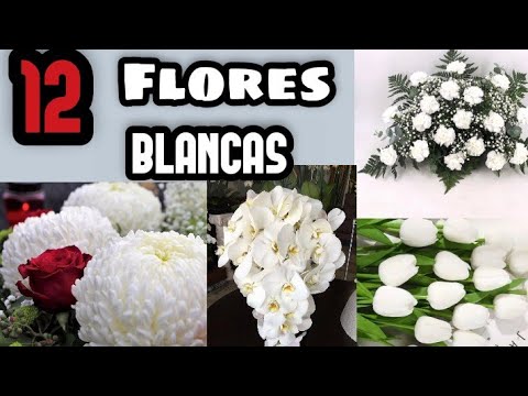 , title : '12 Flores BLANCAS preciosas para Ramos, Novias y Decoración'