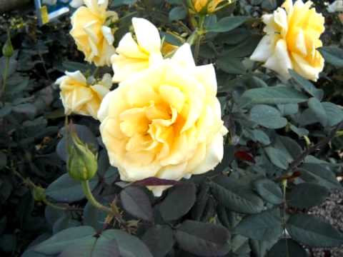 download lagu mp3 mp4 Ingrid Bergman Rose Height, download lagu Ingrid Bergman Rose Height gratis, unduh video klip Ingrid Bergman Rose Height