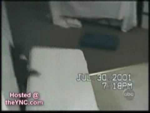 Funny cats - Miau Miau Miau