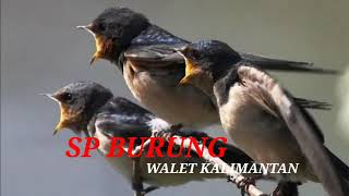 Download lagu SUARA BURUNG WALET KALIMANTAN MP3 | SP KUDA PUTIH | INFO WALET  mp3 Download lagu SUARA BURUNG WALET KALIMANTAN MP3 | SP KUDA PUTIH | INFO WALET  mp3