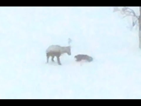 Wolverine VS Reindeer in a Blizzard