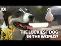 This Seagull Chasing Dog Helps Reduce Food Waste Inside The Sydney Opera House ABCTV ABC Iview