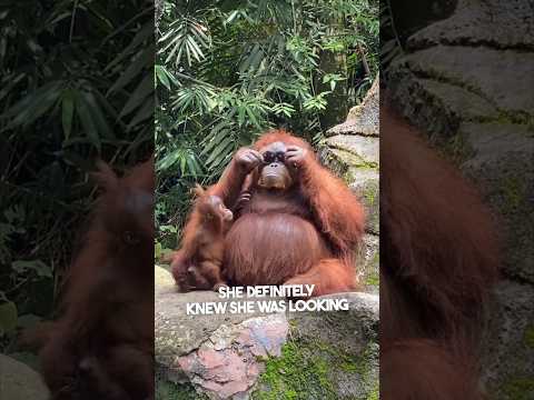 This orangutan stole a girl’s sunglasses 😂