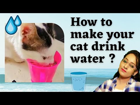 How to make your cat drink water ? No water fountain / Tamil