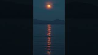 Midnight Moon Beauty