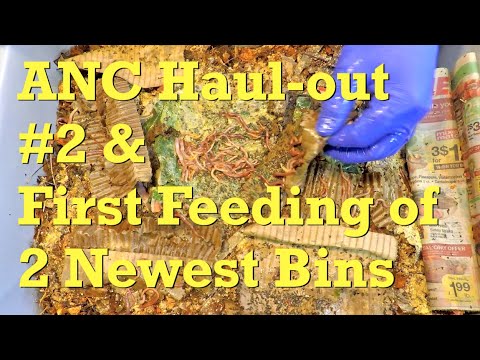 1 year old ANC worm bin's 2nd haul-out & feeding two 8-day bins - vermicompost