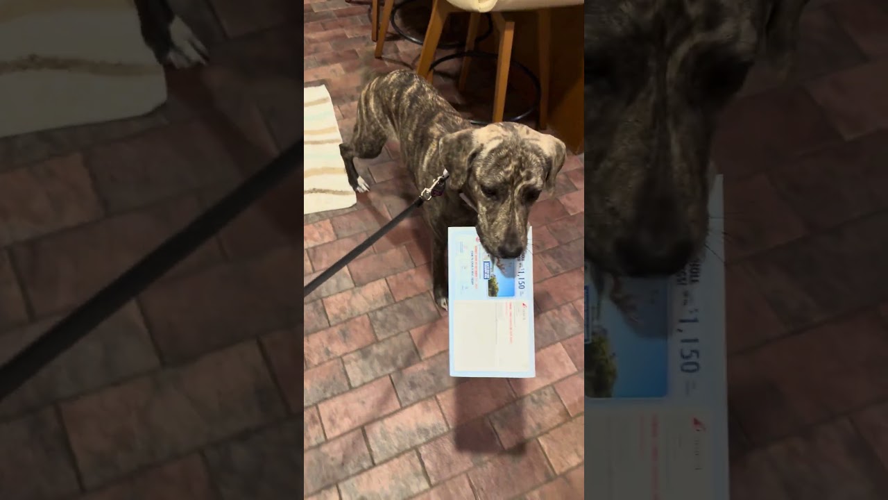 Bridget, a ADOPTABLE mixed breed in Angleton, TX video 5/5