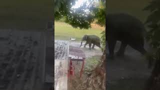 Wild Elephant inside a camp #animalshorts #elephant #wildlifechronicles