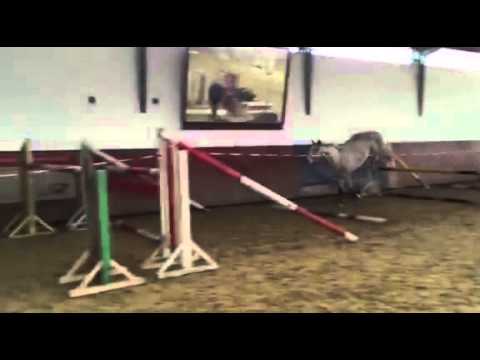 Butterfly Q Verdi x Cassiano