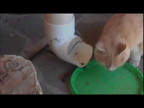 Croccantini self-service per gatti intelligenti