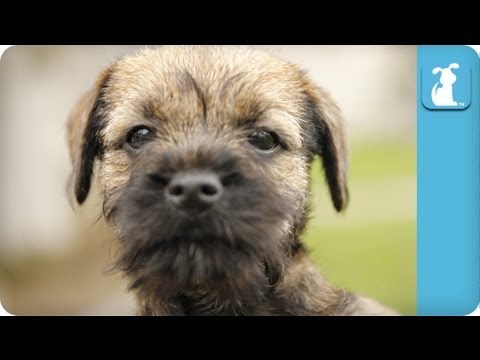 download lagu mp3 mp4 Angela Evans Bernese Mountain Dog, download lagu Angela Evans Bernese Mountain Dog gratis, unduh video klip Angela Evans Bernese Mountain Dog