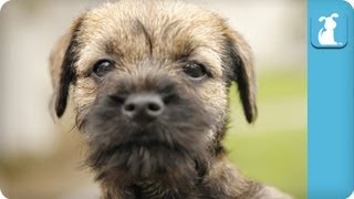 Border Terrier Puppies Running Around - Puppy Love