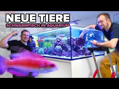 SCHOOLING FISH for the 1000 liter SEAWATER AQUARIUM!