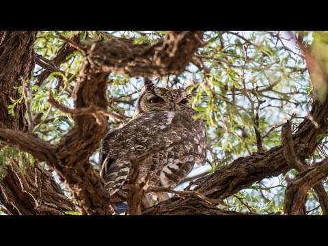 NAMIBIA 2018 - Realizza i Tuoi Desideri p.06 (Deserto Kalahari e considerazioni finali del viaggio)