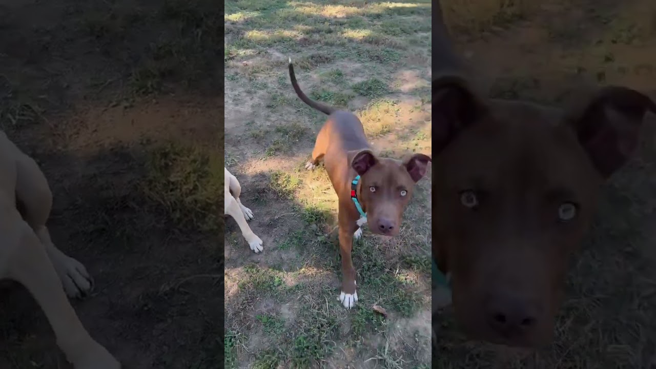Enlarge Rolo, a Adopted mixed breed in Nashville, TN video 4/5