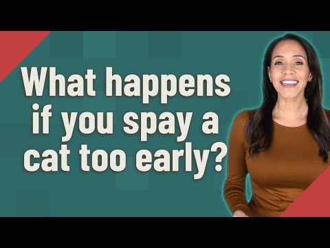 What happens if you spay a cat too early?