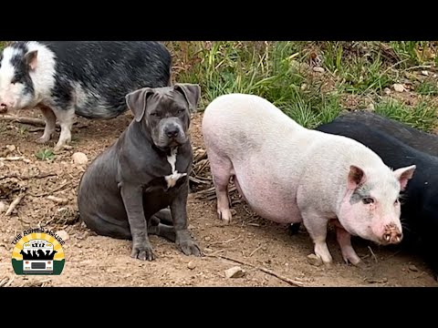 New Pigs Arrive... Chaos Ensues | The Asher House