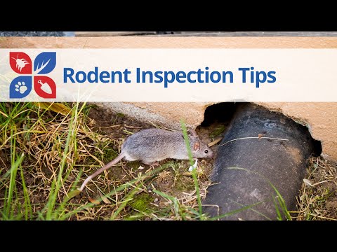  Rodent Inspection Tips Video 