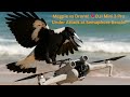 Magpie Vs Drone DJI Mini 3 Pro Under Attack At Semaphore Beach