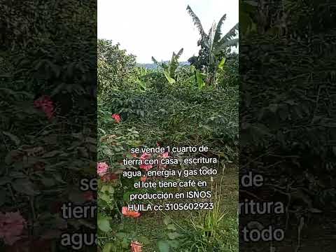 vendo 1 cuarto de tierra en isnos huila vereda guaduales info 3105602923