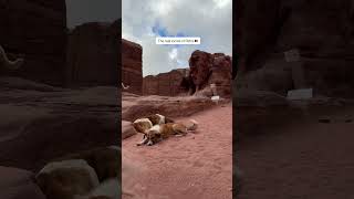 The REAL Locals of Petra 🥰