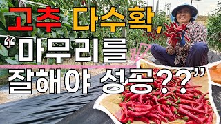 고추농사 열린것만 잘 수확하면 다수확 성공? 고추재배 - Red pepper farming