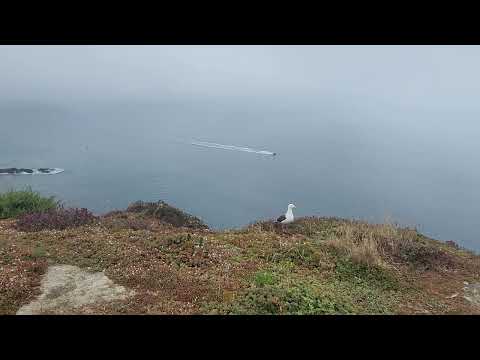 2023.06.04 s3 Anacapa Island Seagull Nesting(2)